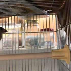 ケージデビューの画像