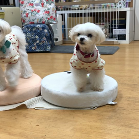 すんばらしい。の画像