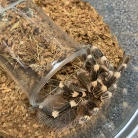 タランチュラ　サンタレムピンクヘアードの画像