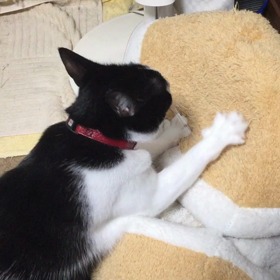 ふみふみ(ΦωΦ)の画像