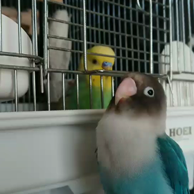 仲良しぴなちゃん＆ジュラミル(動画あり)の画像