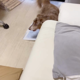 肺水腫から復活！！再診の画像