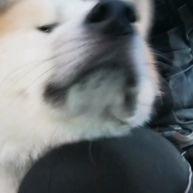 すぐにゴロ寝休憩の未来丸、いつ頃わが家にたどり着くのやらと思いながらも、今朝もお散歩終了❗じっとの画像