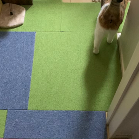 催促が凄いのです。の画像