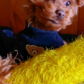 うちの小熊の画像