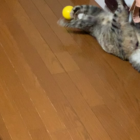 ボール遊び❤️の画像