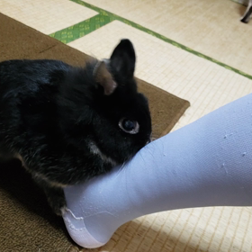 爺さん再び発情するの画像