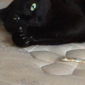 こはるのモグモグの画像