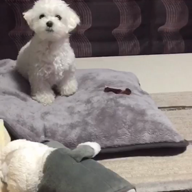 ガウガウ♡ポコ∑(ﾟДﾟ)の画像