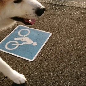 さわやかなというより、少し肌寒さを感じた朝。☔無しのありがたさを思いながら、未来丸は元気にお散の画像