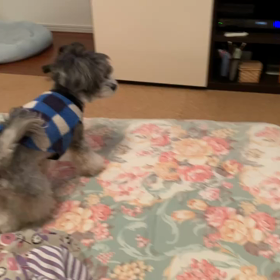 ワンプロの画像