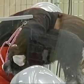 きょうのわんこの画像