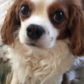 初　動画UPの画像