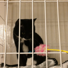 猫じゃらし嫌いな猫っているの？？の画像