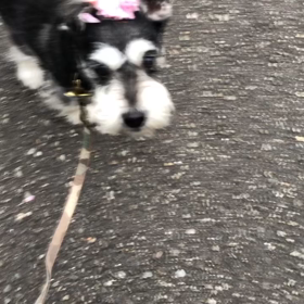 フラワーボーイの画像