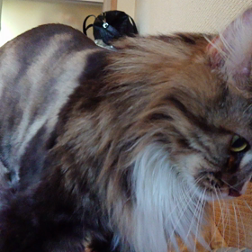 イチ！ニッ！・・・ウッ❕の画像