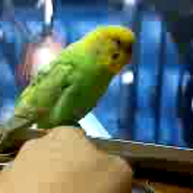 ☆ぴーちゃん　熱唱～☆の画像