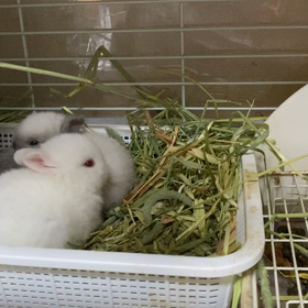 もぐもぐ　ごくごくの画像