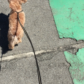 クッキーくんの画像