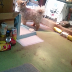 ｻﾌﾞﾛｳとﾅﾂｵの居る風景 その6の画像