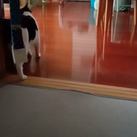 テト君＆チョビオ〜(=^・^=)の画像