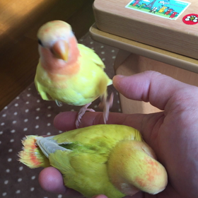 オーストラリアンシナモンオパーリンの画像