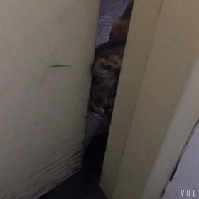 Let me in ()の画像