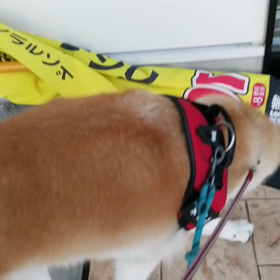 連日の強行散歩にイヤイヤ全開の未来丸。新しいマイブームは業務スーパーさんの玄関マットでのすりすりの画像