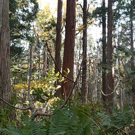 不思議な動画がとれました②の画像