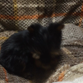 眠い。眠い。の画像