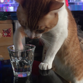 うちの猫の画像