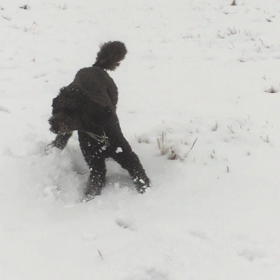 犬は喜び…の画像