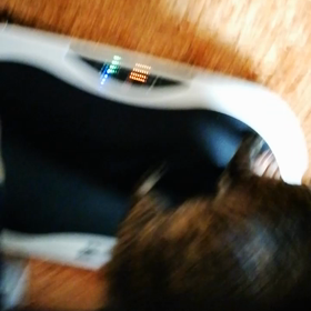 なみねーたんのぶるぶるの画像