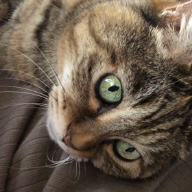 ゴロゴロの画像