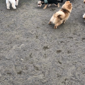 ②ドッグランの画像