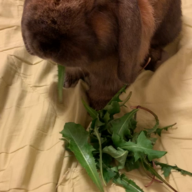 葉っぱパーティをしたよ！の画像