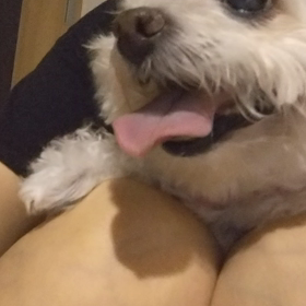 モコの奇行の画像