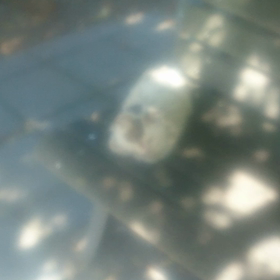 しらゆきちゃん 動画シリーズの画像