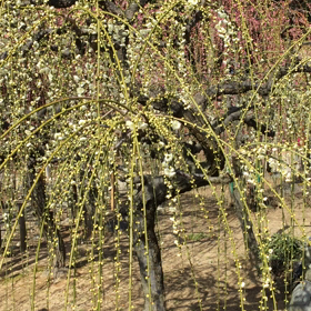 結城神社♡ 動画 ♡ Part1 ♡の画像