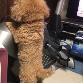 たわないのぉーの画像