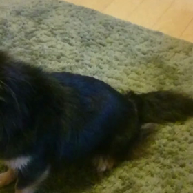 愛犬❗✌の画像