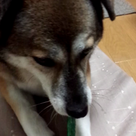 心を読む犬の画像