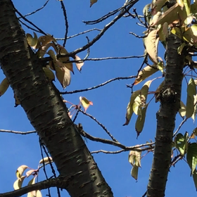 季節の境目  虫の声の画像