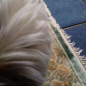 お散歩前の画像