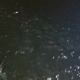 ボート釣り　8回目白イカ撃沈の画像