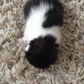 子ねこを拾って7日めの画像