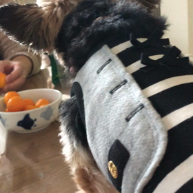 おしゃべりなワンコ。の画像