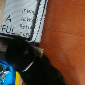 オモチャは自分で出すにゃの画像