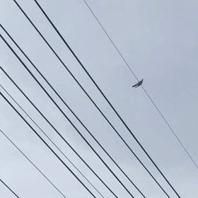 カッコー　カッコー　カッコー　の画像