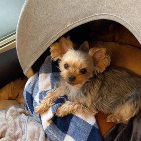 Siriと頭が良い子比べ^_^の画像